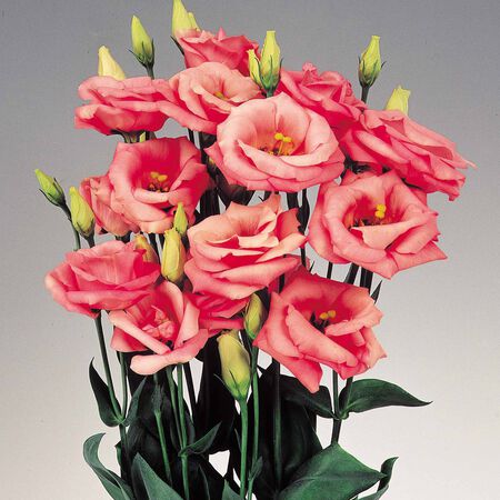 Rosita 2 Pink, (F1) Lisianthus Seeds - Packet image number null
